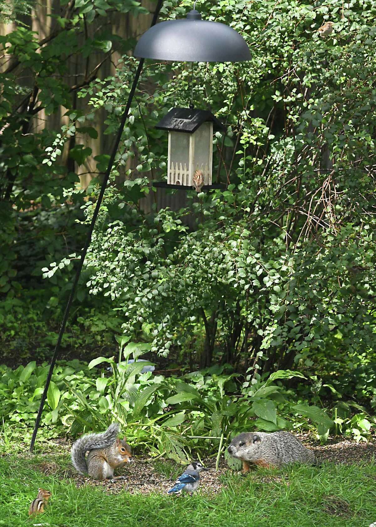 Feed the bears, face a 250 fine