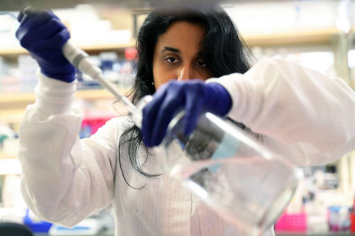 Arpana Arjun works in the Panagiotakis Lab at Eli and Edy the Broad Center of Regeneration Medicine and Stem Cell Research at UCSF Parnassus Campus in San Francisco, Calif., on Tuesday, September 12, 2017.