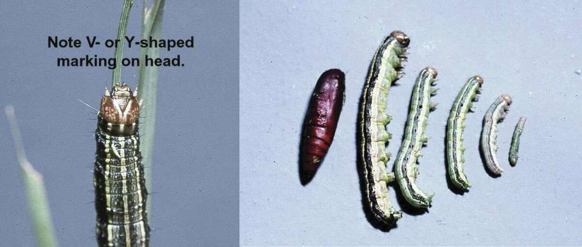 Expert: Fall armyworm invasion could lead to dying lawns