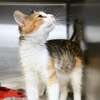A cat in its kennel at the Beaumont Animal Care "Clear the Shelters" adoption event. The shelter offered dogs and cats for a discounted adoption price of $20. Photo taken Saturday 8/18/18 Ryan Pelham/The Enterprise