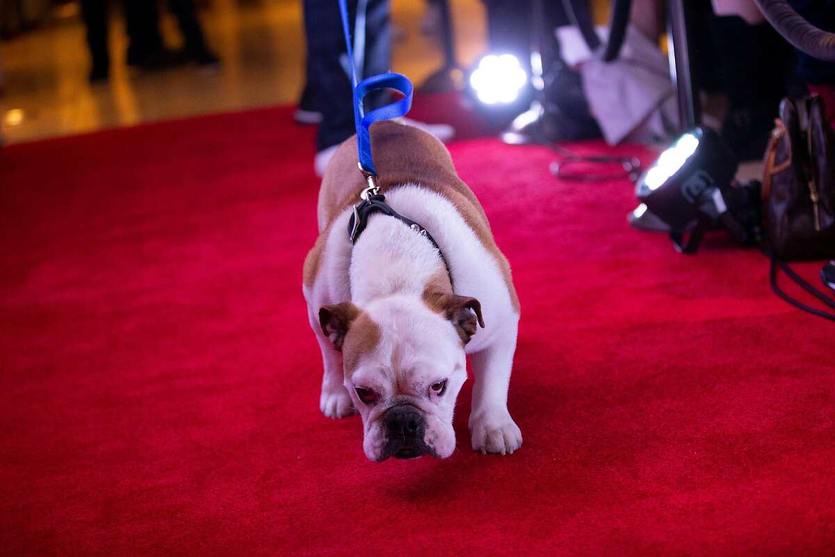 Rocco the dog walks the red carpet with Klay Thompson for the Thompson Family Foundation at Hotel Vitale, Saturday, Aug. 18, 2018, in San Francisco, Calif.