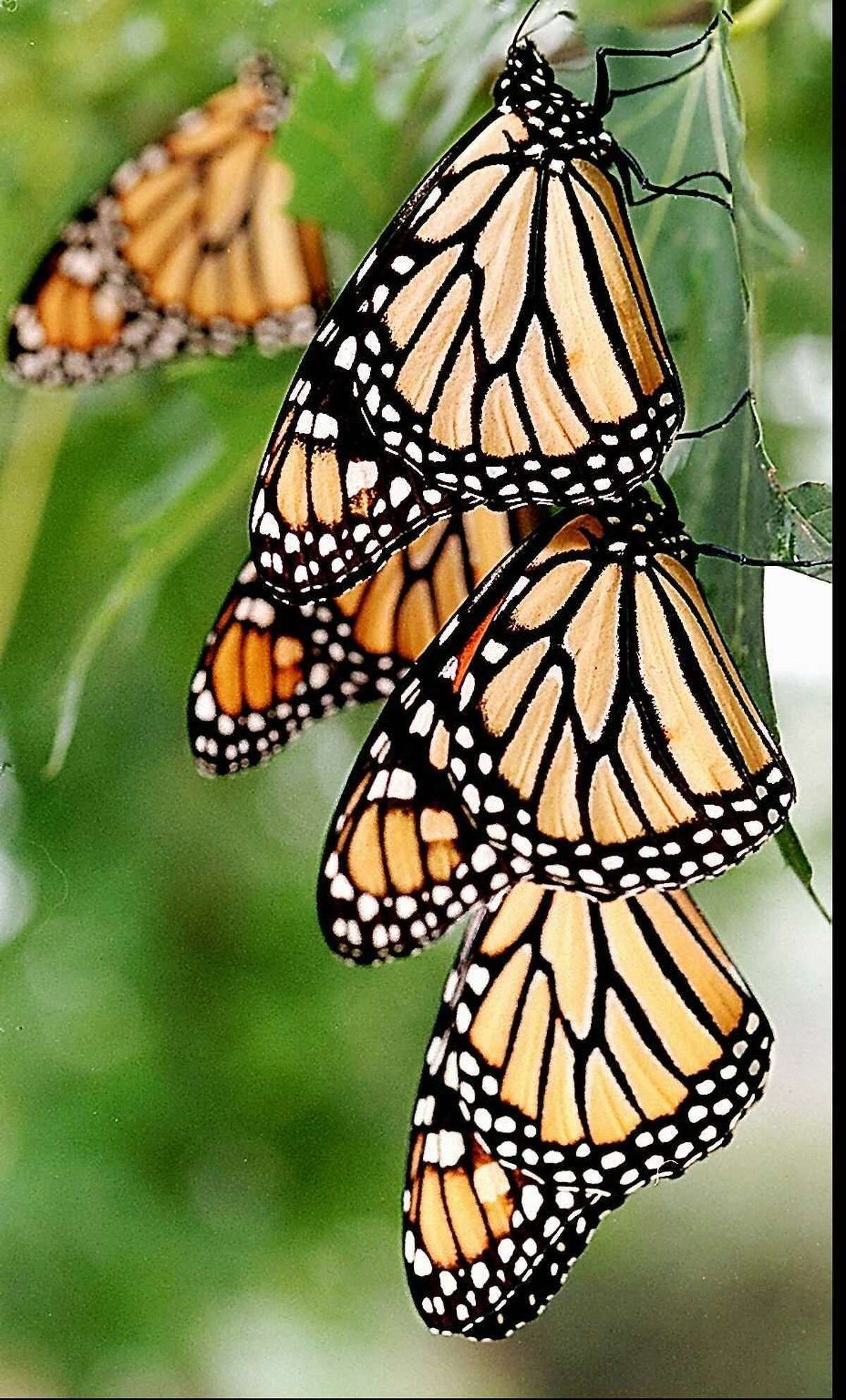 Butterflies Fly Free In Bethlehem