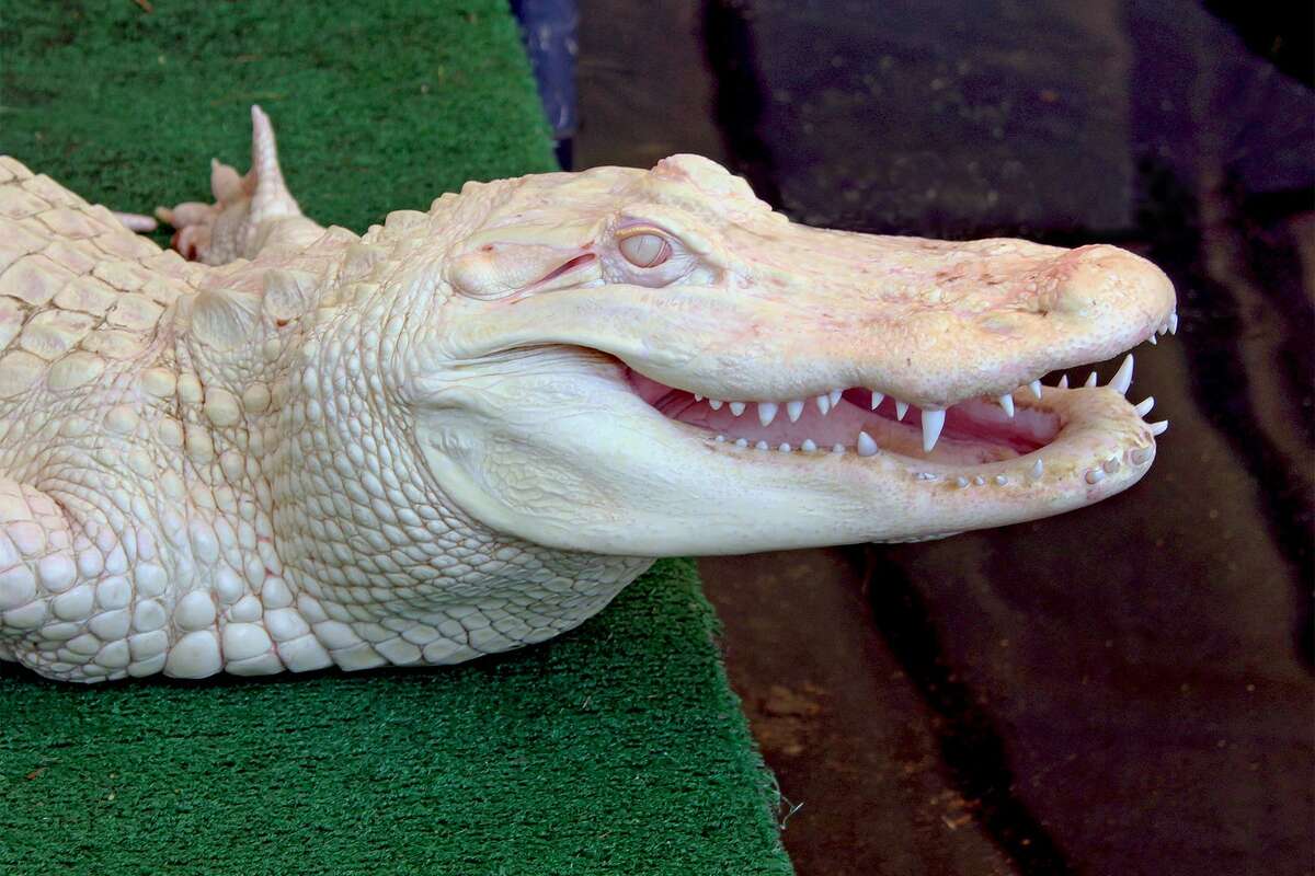 Crocodile skin is 10 times for sensitive than that of human fingertip