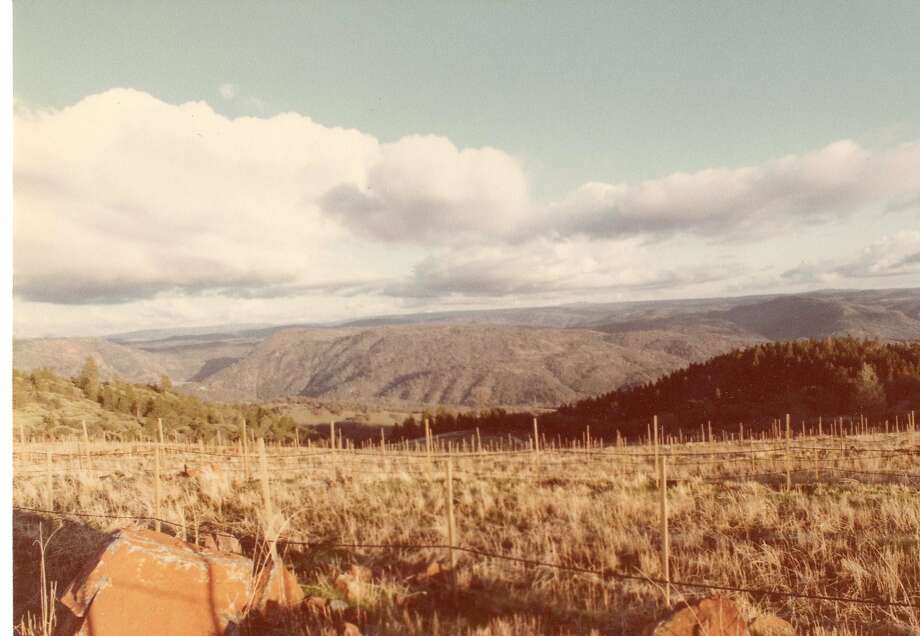 The Renaissance vineyard was still under development in February 1981. Photo: Courtesy Of Fellowship Of Friends