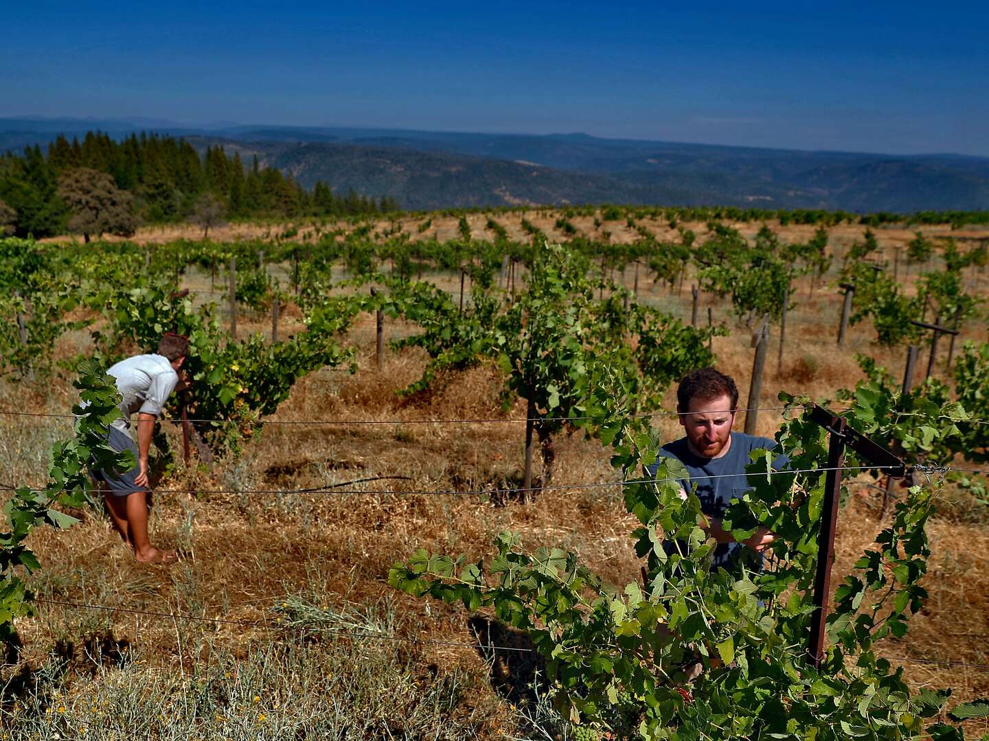 How a California cult created one of the country s great wineries and then lost it