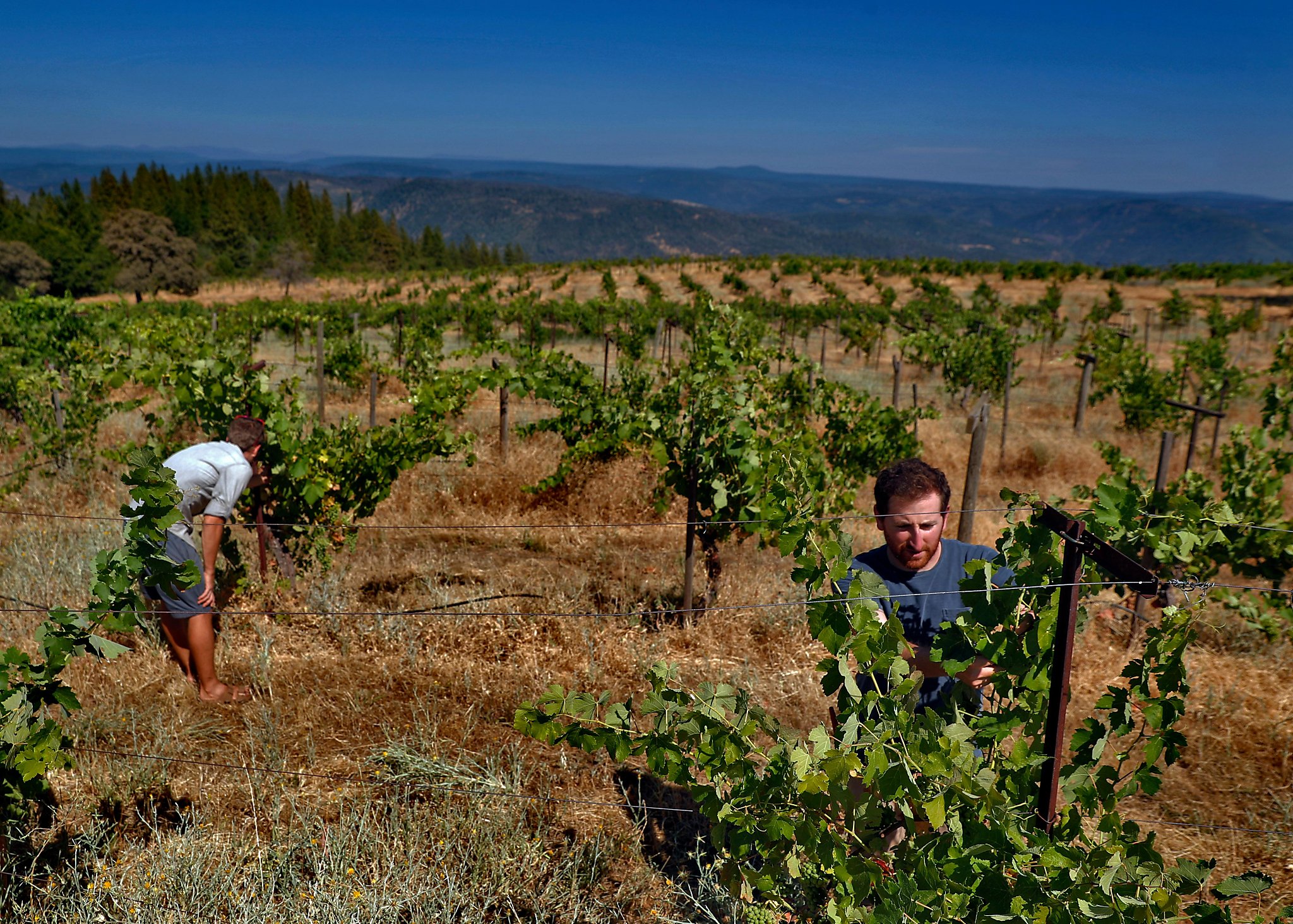 How a California cult created one of the country s great wineries