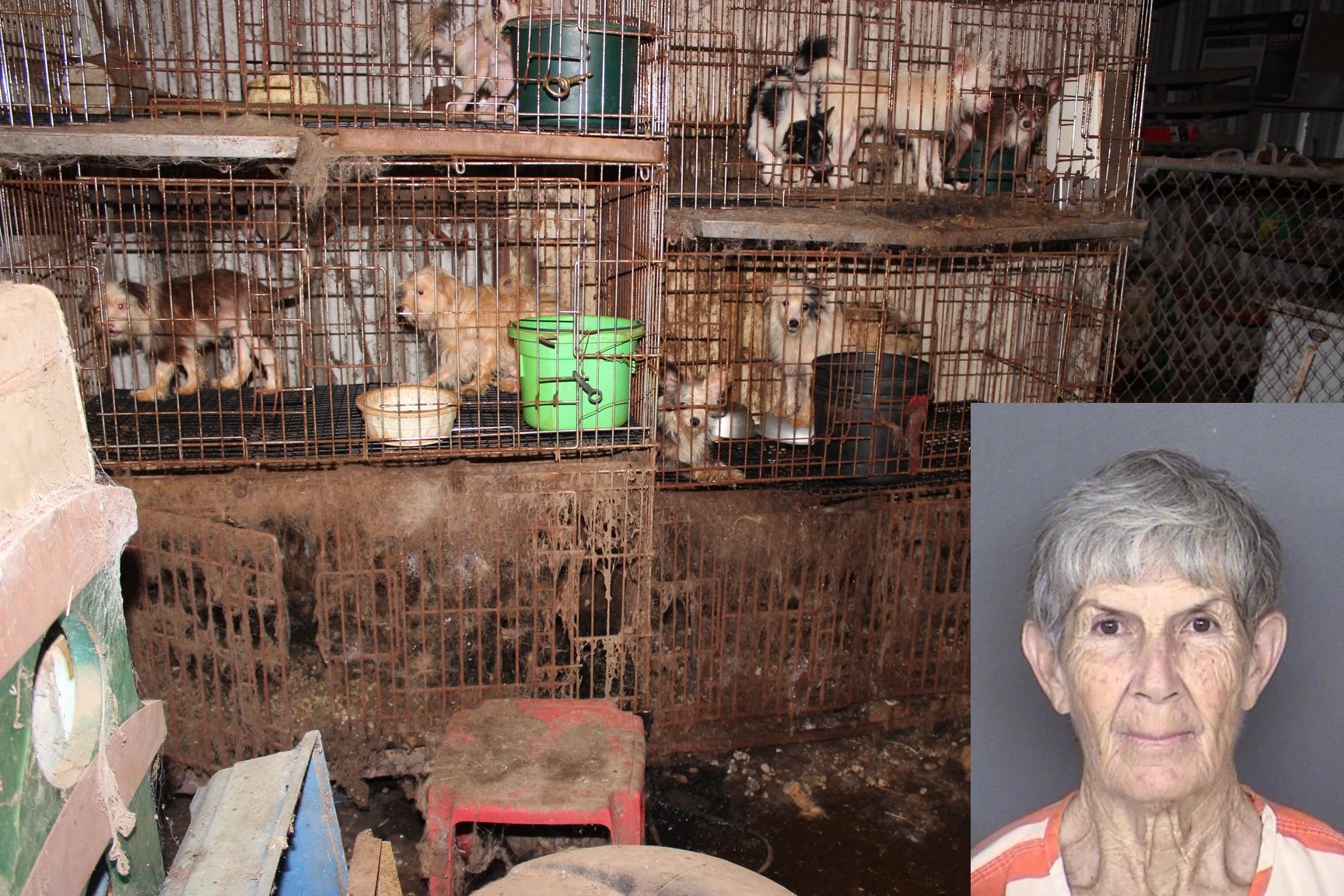 Texas woman accused of animal cruelty toward hundreds of dogs, mini horses