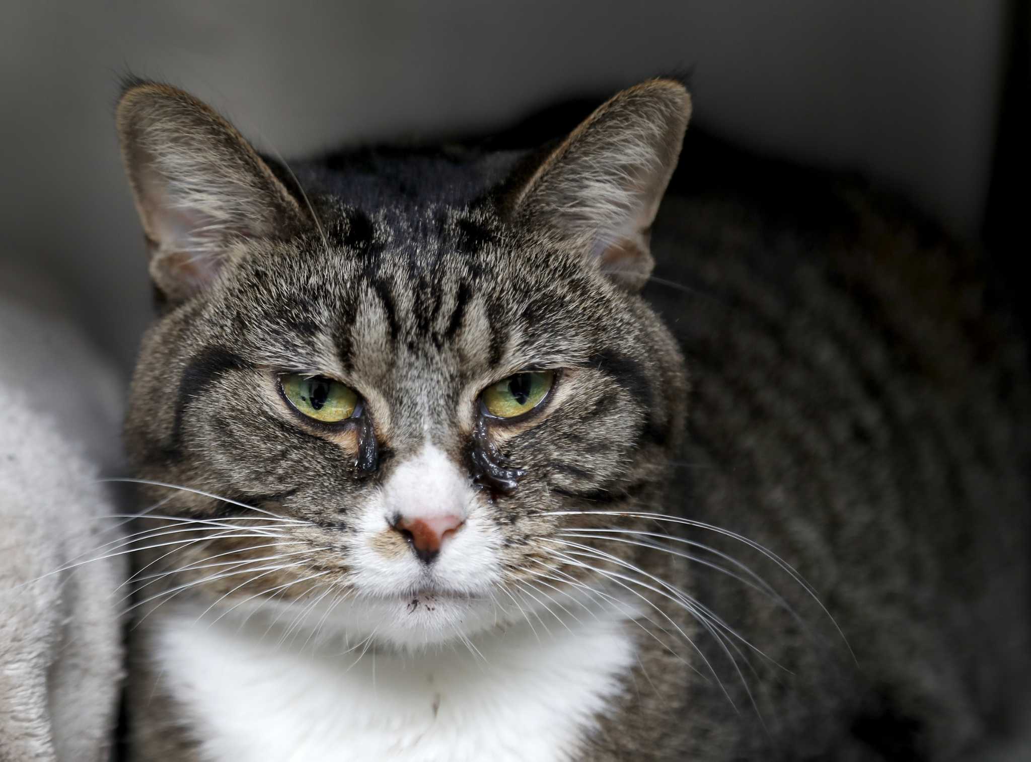 Pet of the Week Here are the BARC animals that need homes now