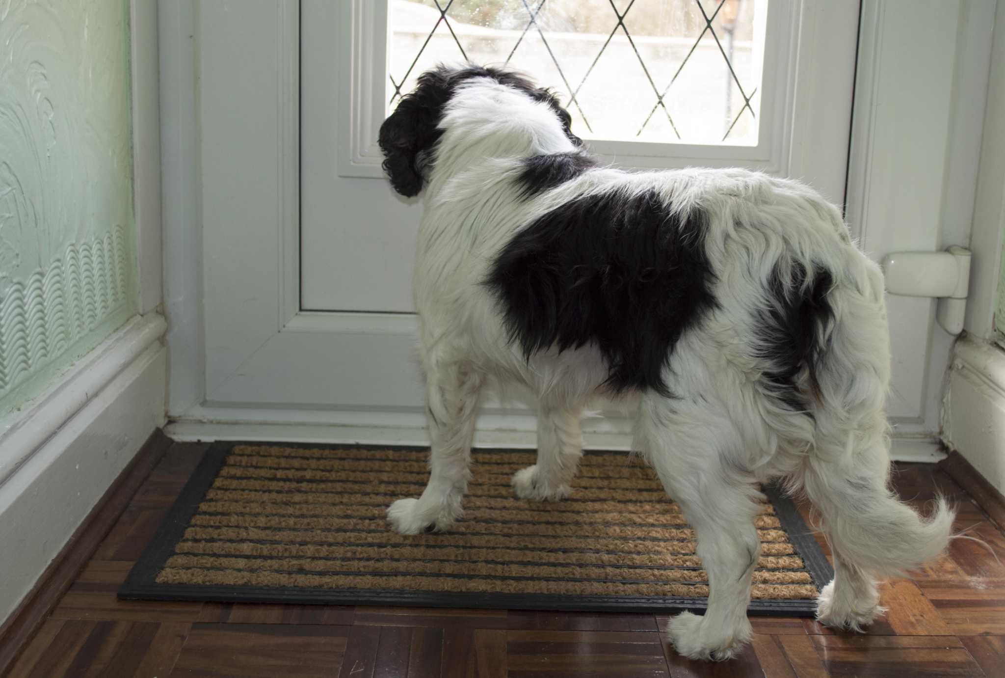 Why does my dog always block the front door?