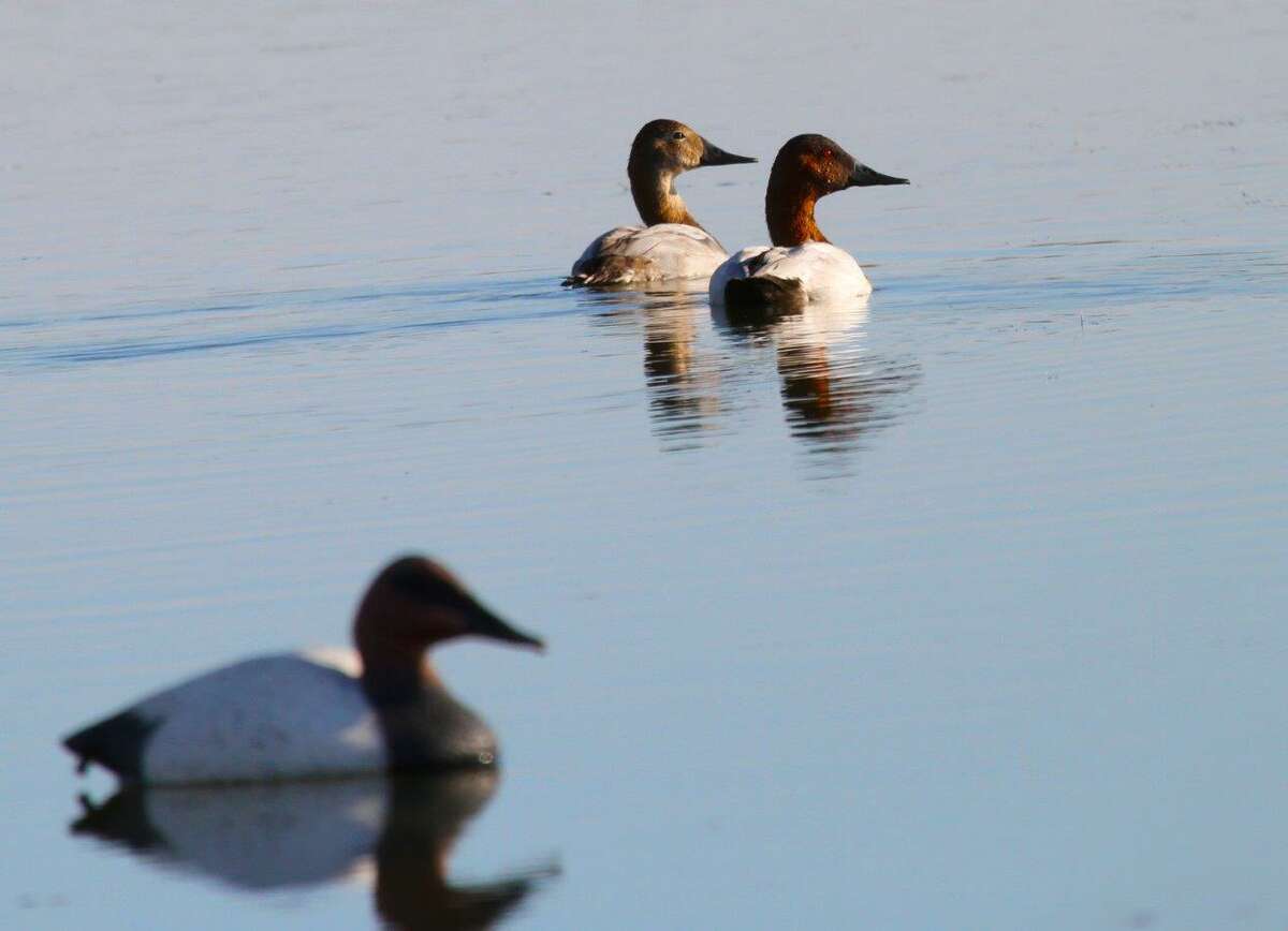 The population index of North America's10 most common duck species declined 13 percent from 2017. Canvasback numbers fell 6 percent but remain about 16 percent above the 1955-2017 average, with overall duck numbers 17 percent above long-term average.