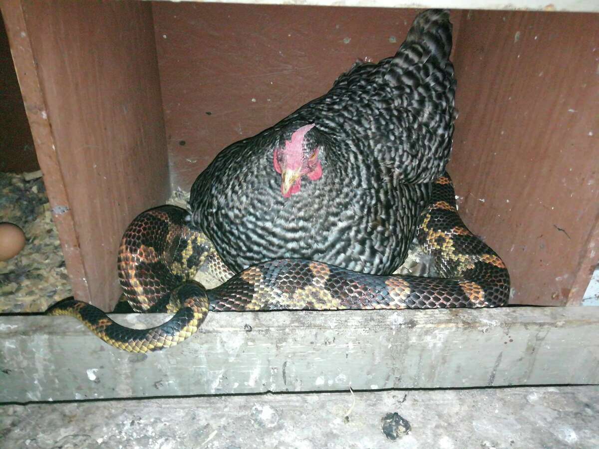 PHOTOS: An unlikely pair Sara Allison, of Hull, Texas, found a snake trying to slither underneath her parent's chicken Wednesday night. >>>Swipe through and see a chicken and snake cuddle...