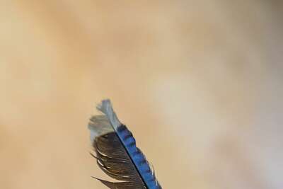 A Blue Jay S Feather Tells A Story