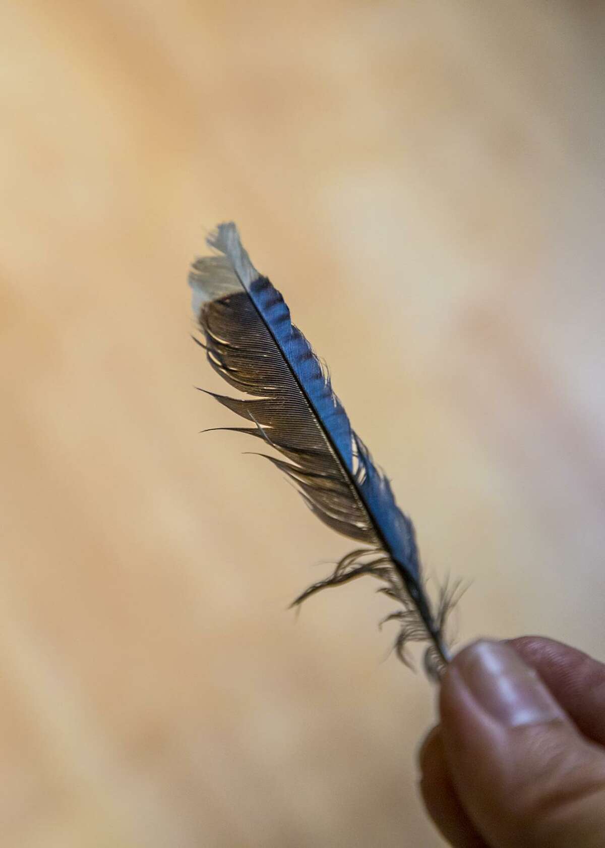 Feather Tailed Stories: Blue Jay