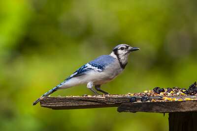 A Blue Jay S Feather Tells A Story