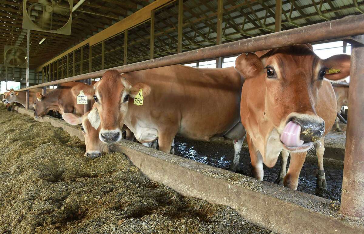 Dairy cows are seen at Dutch Hollow Farm on Thursday, Aug. 23, 2018 in Schodack Landing, N.Y. (Lori Van Buren/Times Union)
