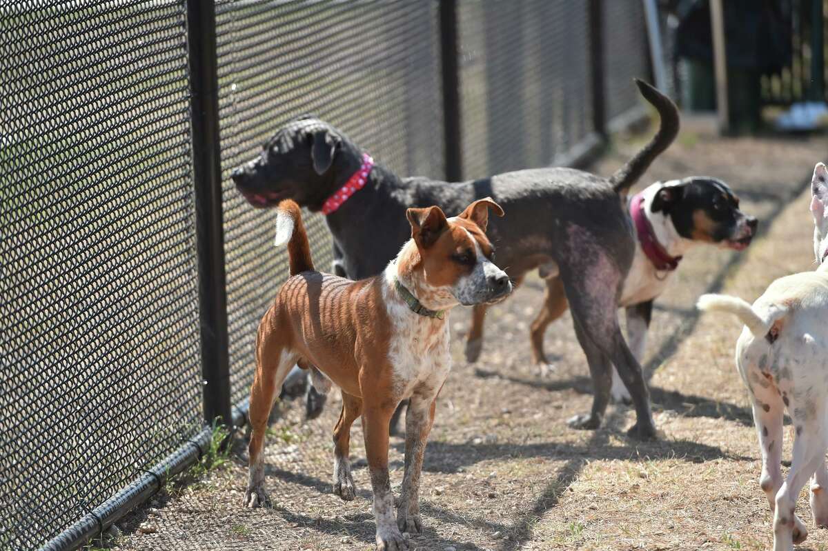 Dogs run through The Big Yard area of animal Care Services. Animal Care Services has worked with shelter dogs in a huge, new training area called "The Big Yard."