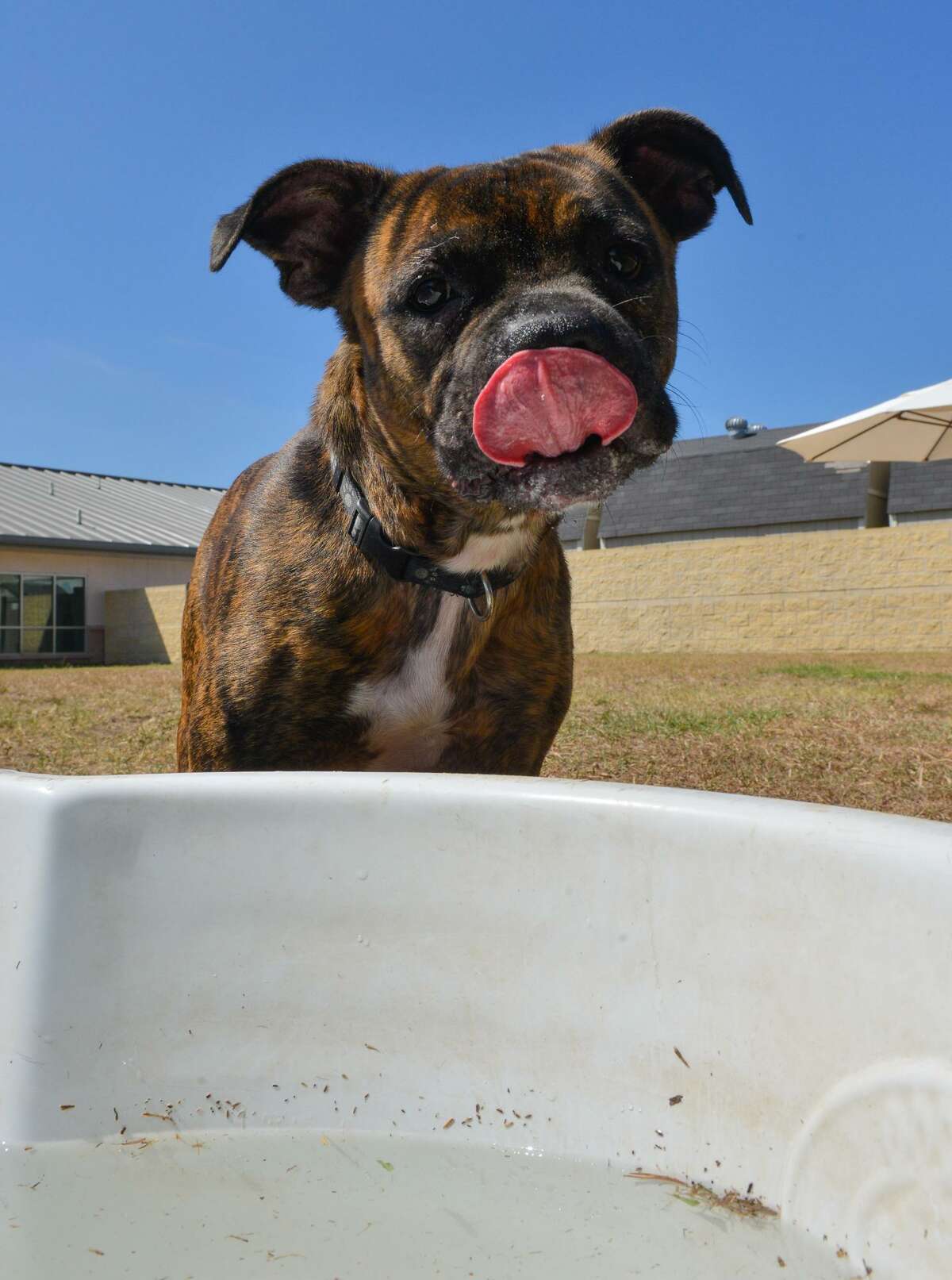 A dog gets a drink of water in the new Big Yard last year at the city of San Antonio's Animal Care Services complex. This dog is not available for adoption at ACS but there will be plenty more at Saturday's Clear the Shelter Event in which adoption fees will be waived. 
