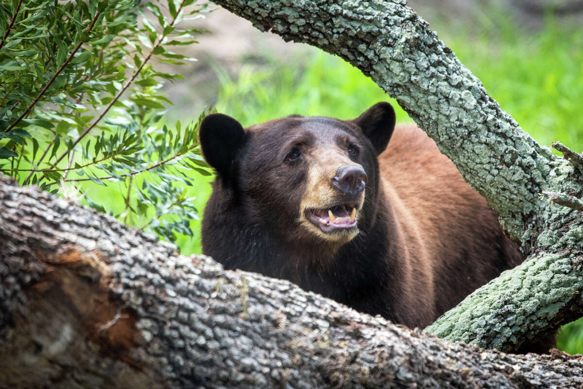 The Houston Zoo's Two Female Black Bears Move Into An Expanded Habitat