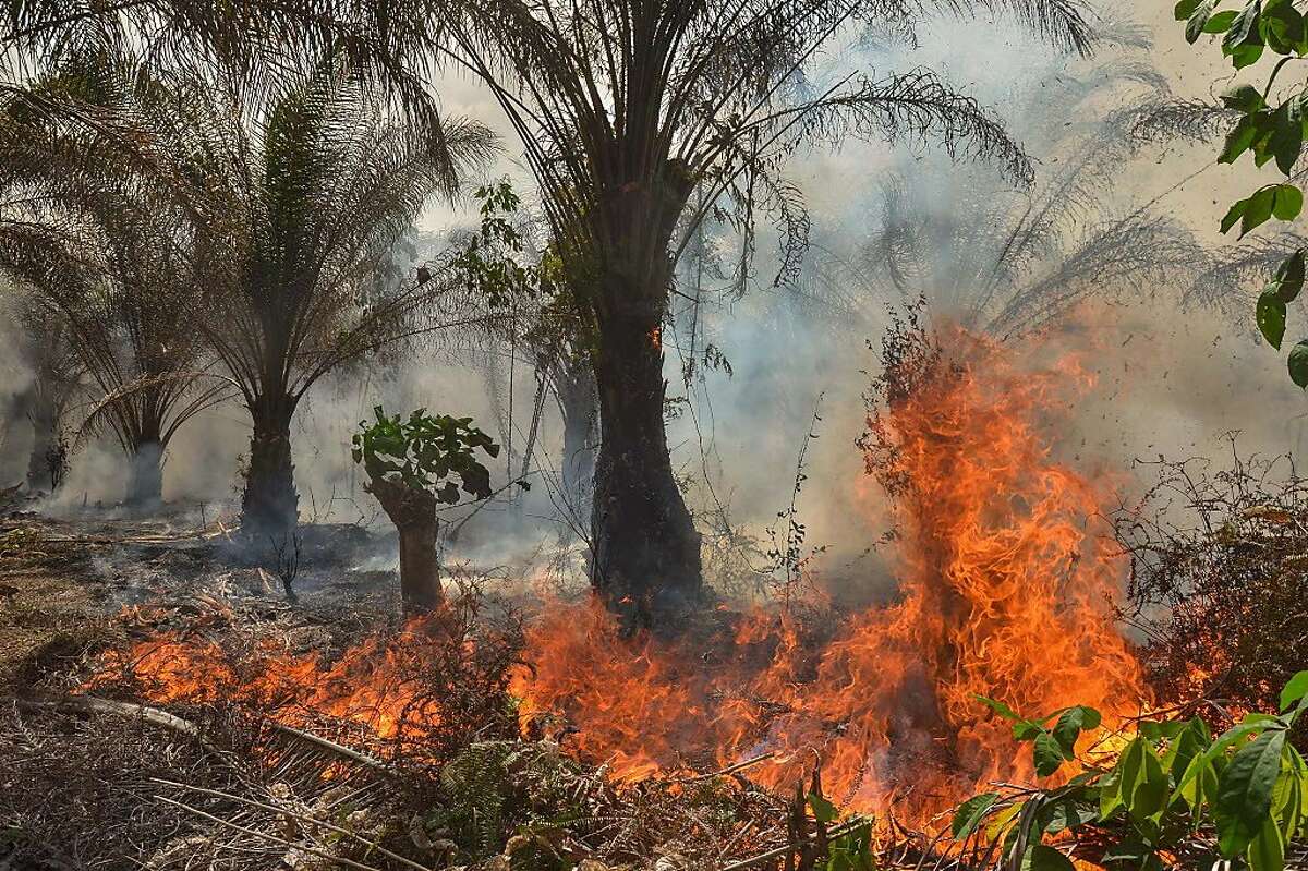 This picture shows a fire at an oil palm plantation in Pekanbaru, Riau province, Sumatra on August 14, 2018. - Fires, due to "slash and burn" farming methods and the dry season, have been burning across South Sumatra and Riau province. (Photo by WAHYUDI / AFP)WAHYUDI/AFP/Getty Images