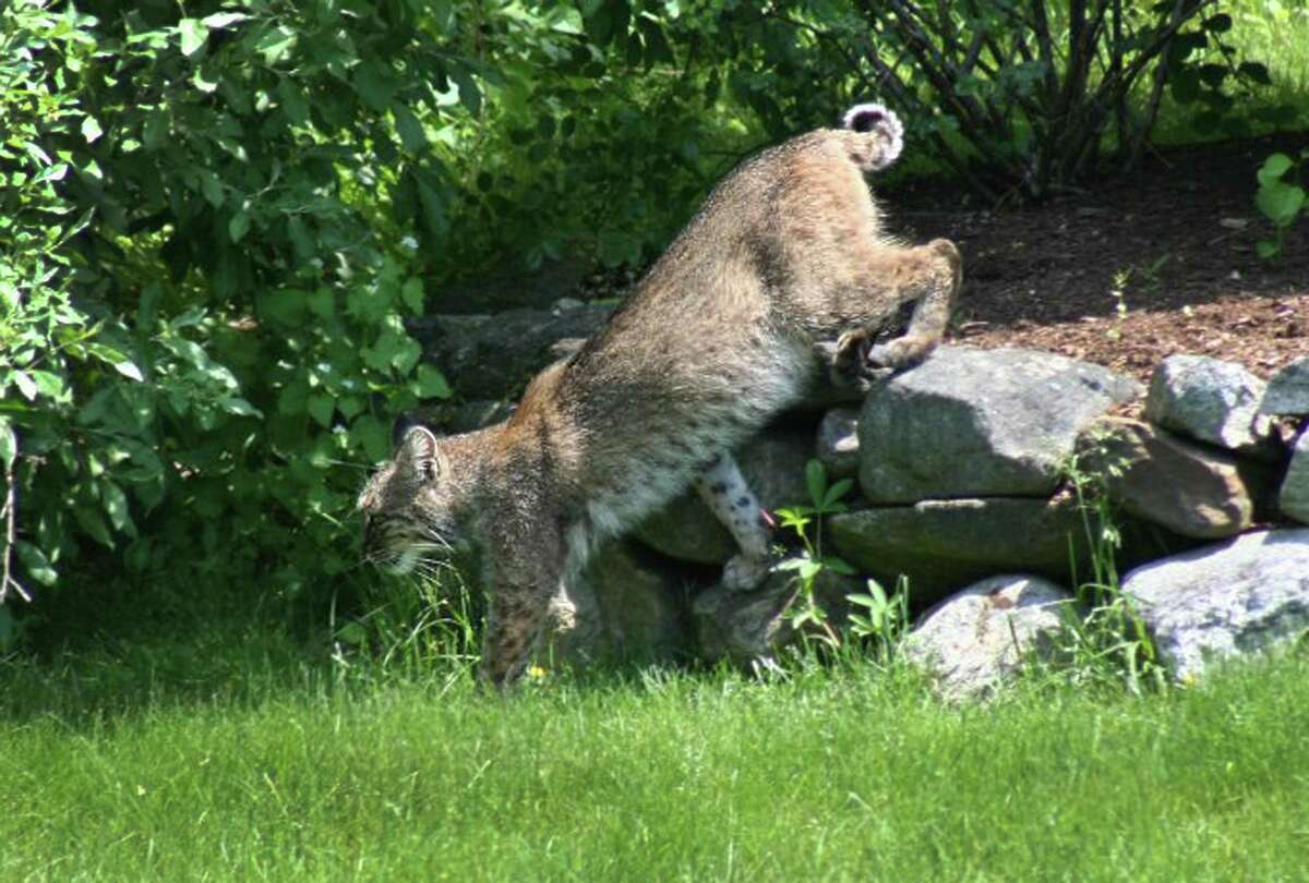 The Connecticut Bobcat - Connecticut Fish and Wildlife