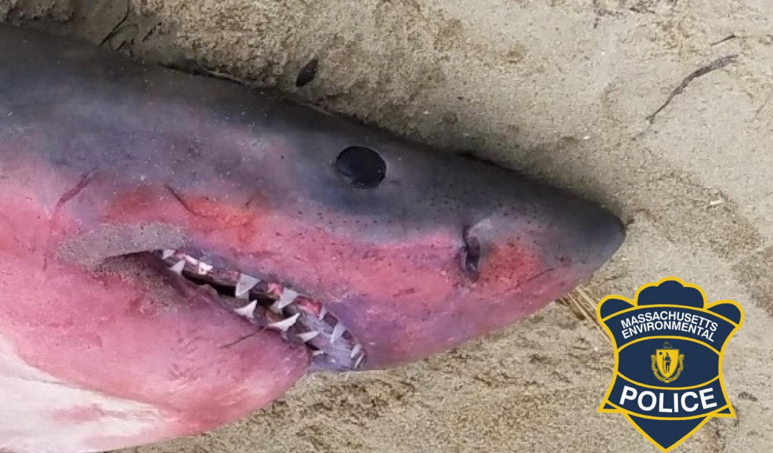 Shark With Red Hue On Face Washes Up Dead On Beach