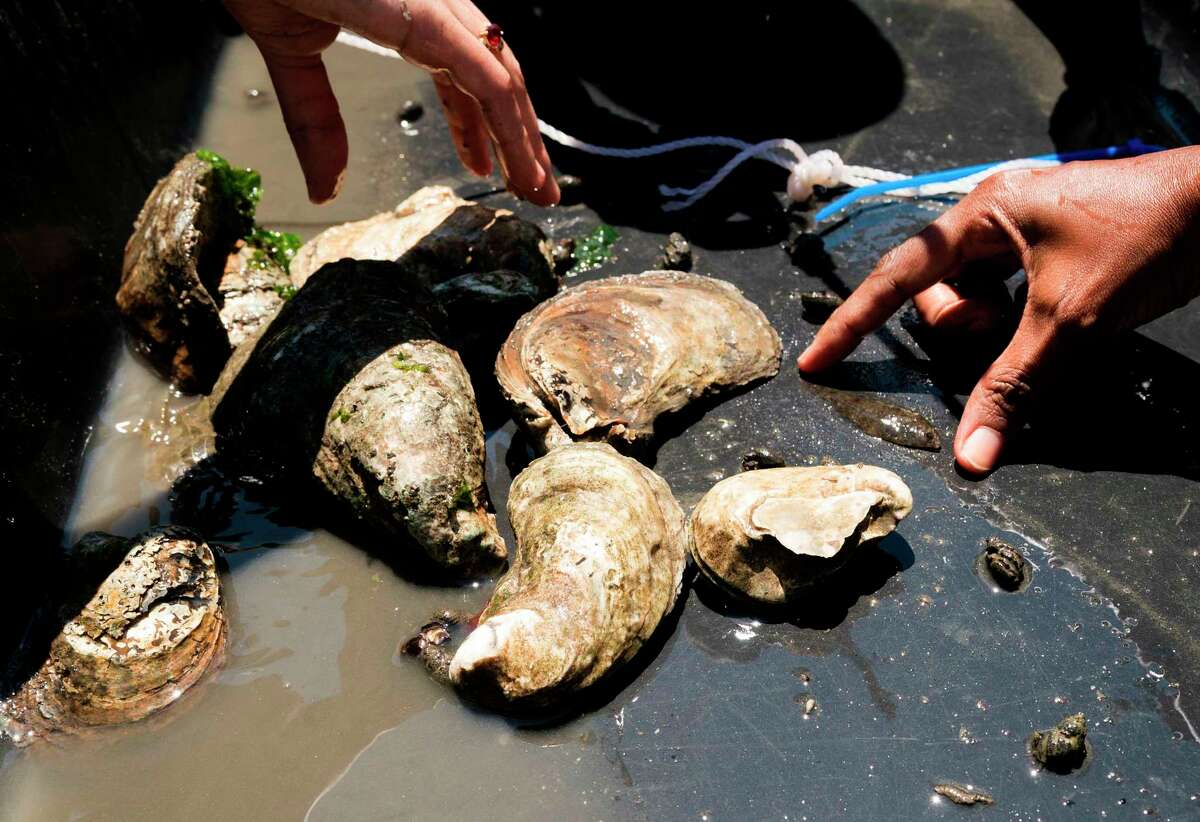Samples collected by students, workers and volunteers, associated with NY/NJ Baykeeper, as gather marine life data in the waters near Soundview Park July 18, 2018 in New York. The Soundview oyster reef monitoring event brought the group together to perform hands-on oyster reef monitoring and data collection of oysters and other marine life. / AFP PHOTO / Don EMMERTDON EMMERT/AFP/Getty Images