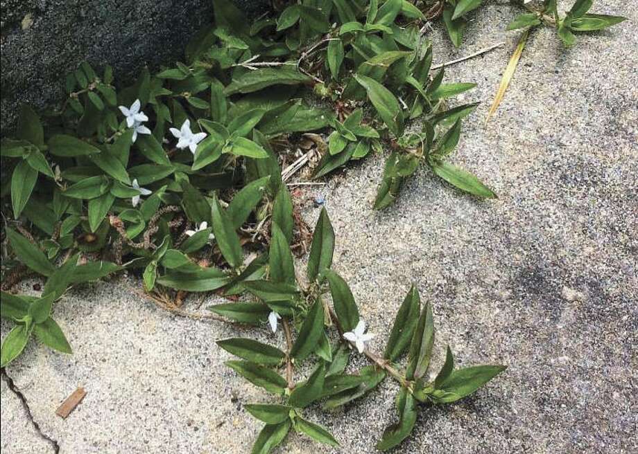 Potter Virginia Buttonweed In Turfgrass And Pastures The Courier
