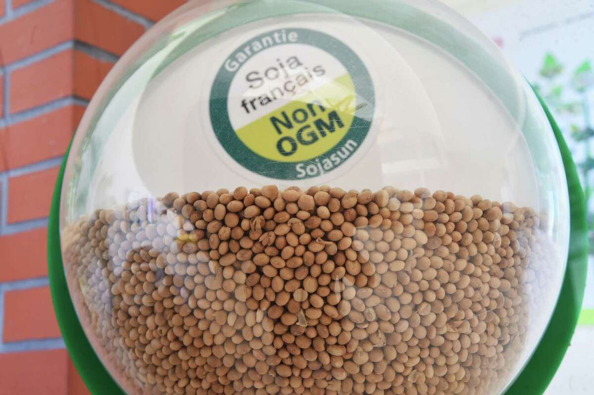A picture shows GMO-free soybeans at the Sojasun factory in Chateaubourg, western France, on June 27. In fact, however, GMO foods are no less nutritious than conventionally grown crops.