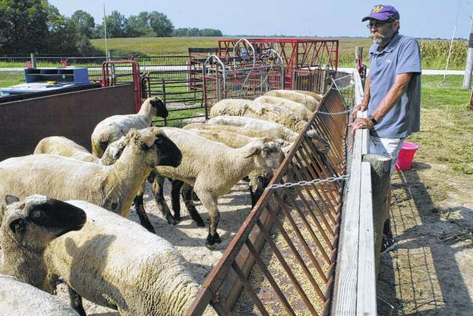Scott farmer raises prizewinning sheep Jacksonville JournalCourier