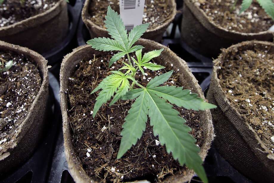 medical marijuana approved for migraines and more