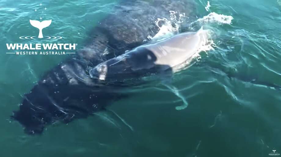 Video shows humpback whale defending her calf in intense 40-minute