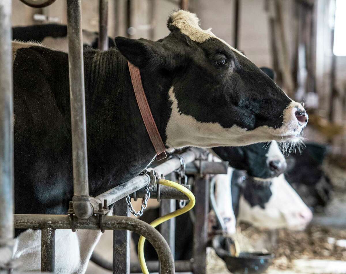 Cows in the milking parlor at the Willow Marsh Farm Tuesday April 17, 2018 in Ballston Spa, N.Y. (Skip Dickstein/Times Union)