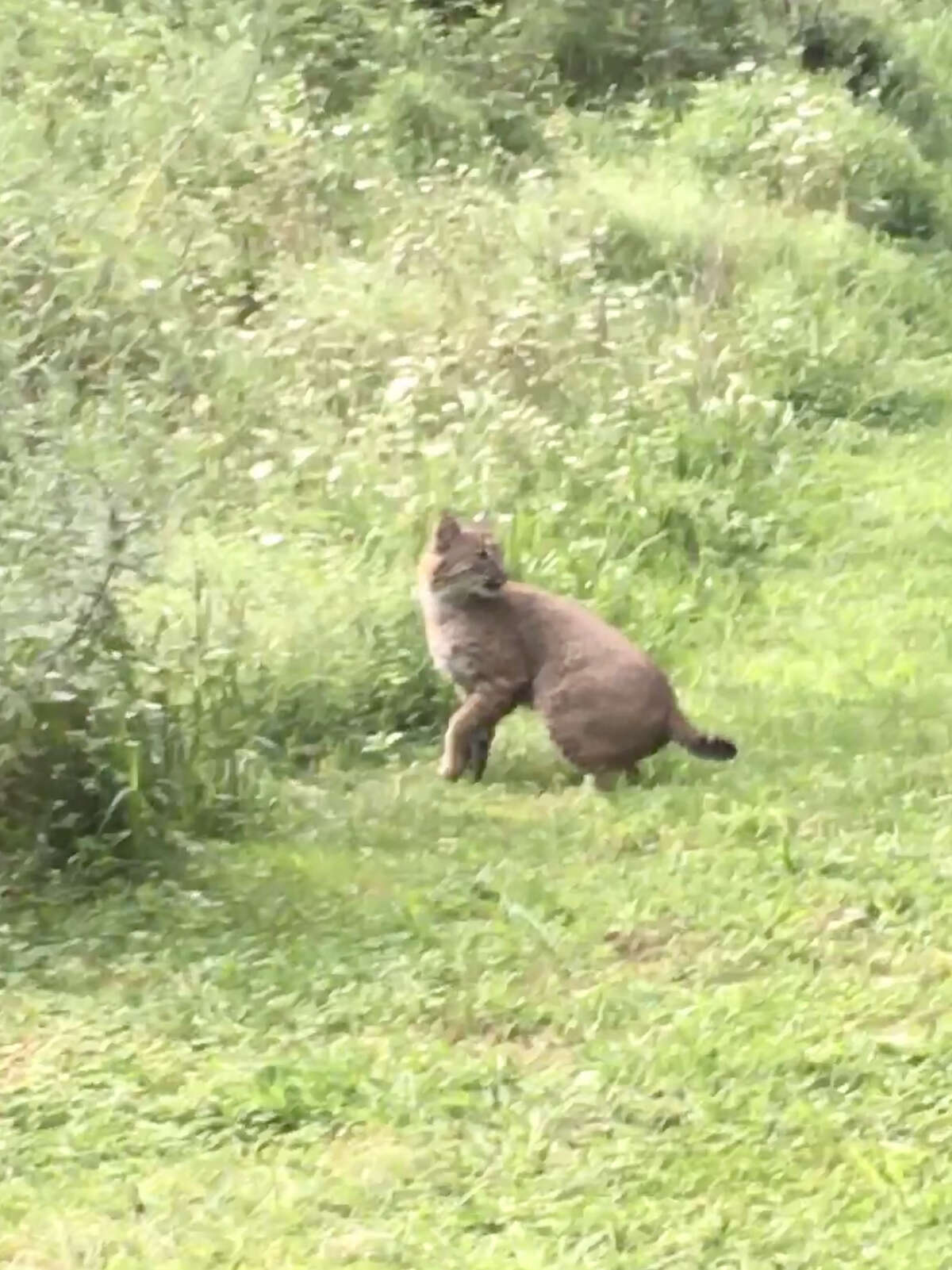 A bobcat was spotted in a Westport backyard on August 27th, 2018.