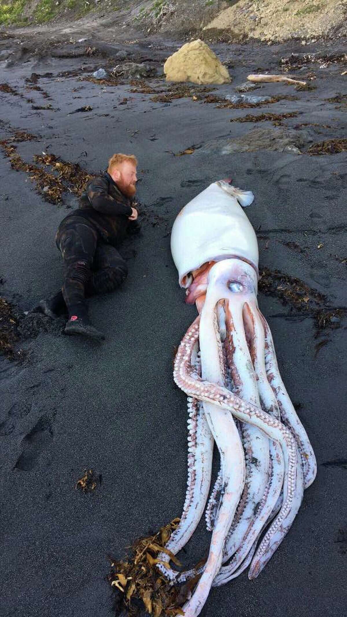 A squid measuring 13 feet in length was found washed up on the coast of New Zealand Sunday.