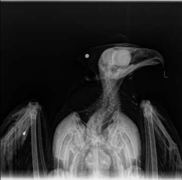 Golden Eagle Shot With Pellet Gun In Such Bad Shape Vets