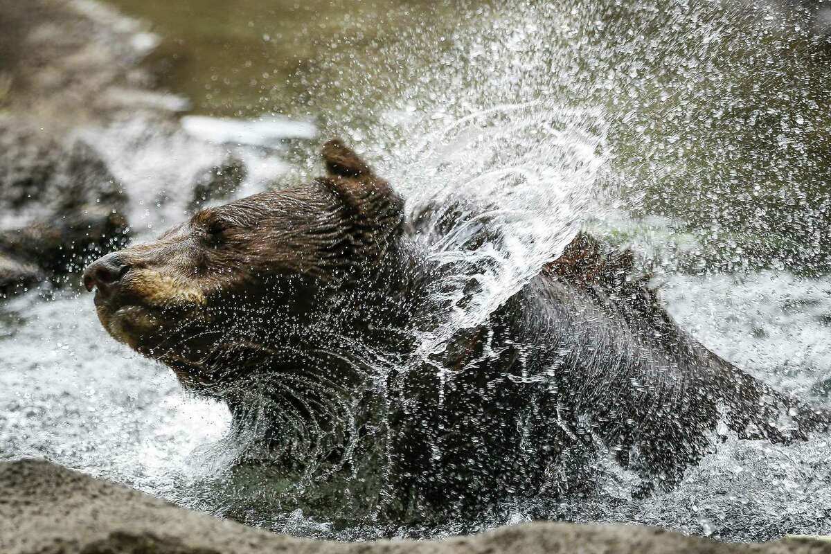 Houston Zoo’s New Black Bear Exhibit Promotes Conservation, Awareness