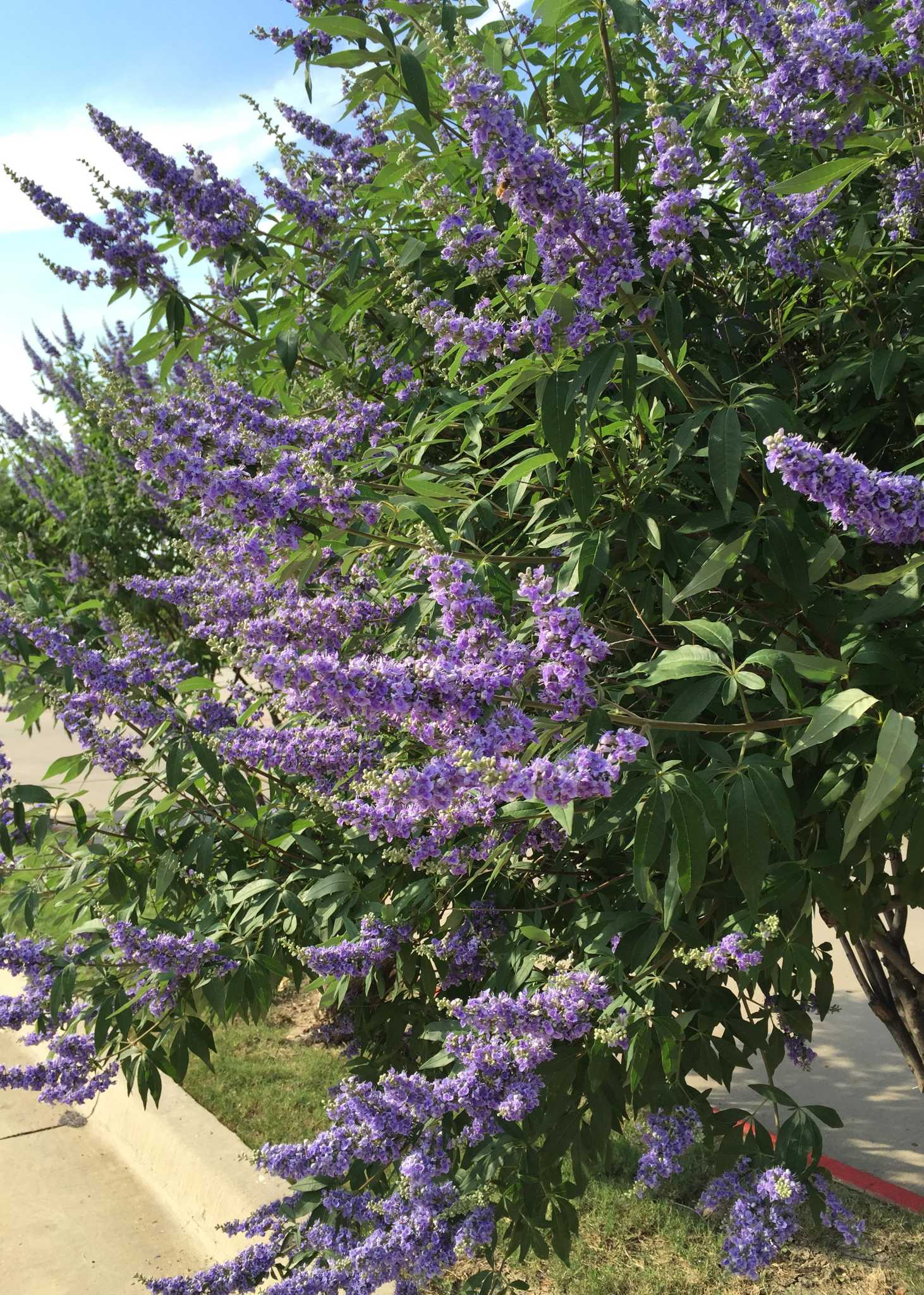 Vitex a shrub that’s hard to train