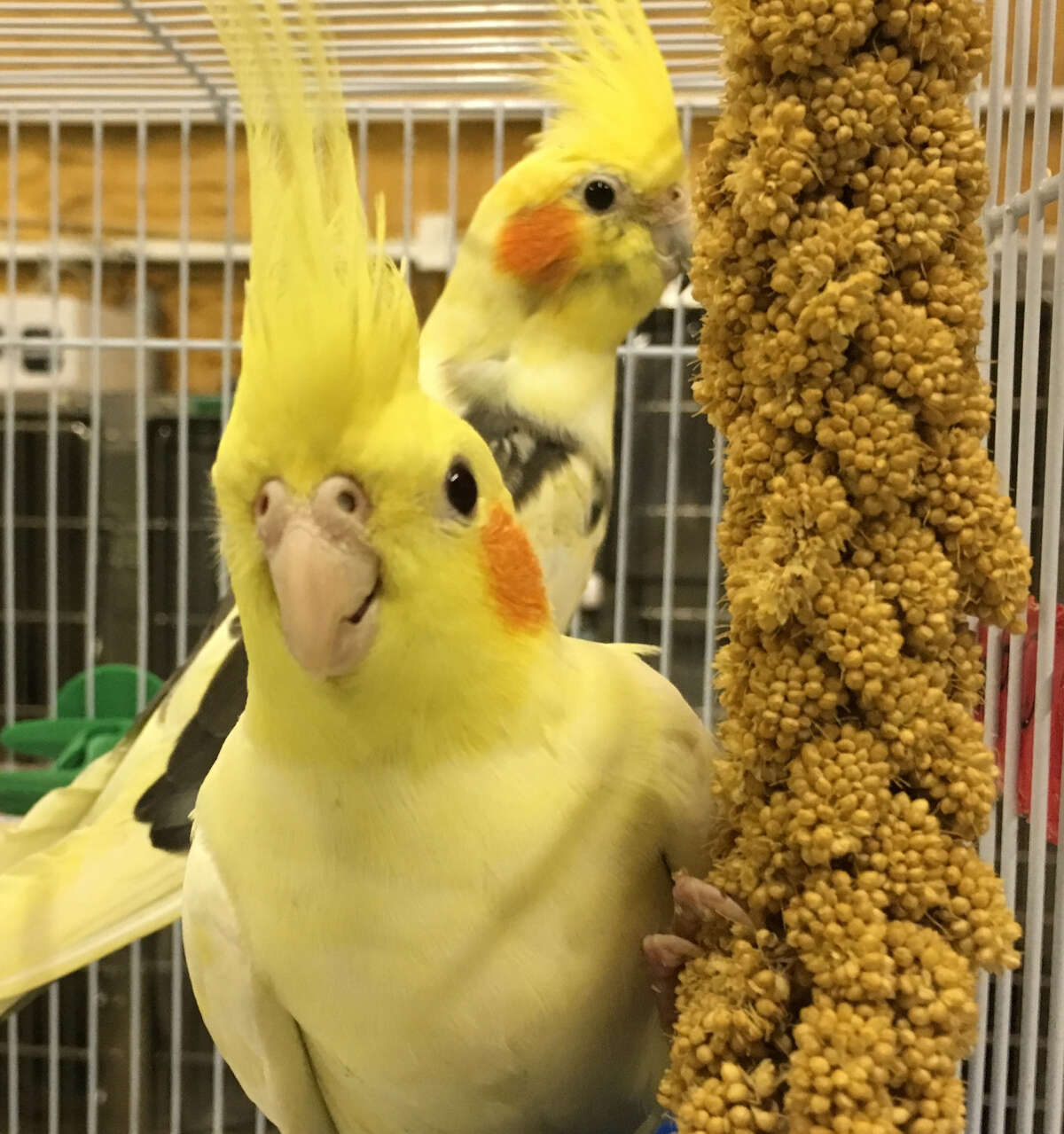 animals up for adoption