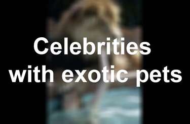 craigslist exotic pets