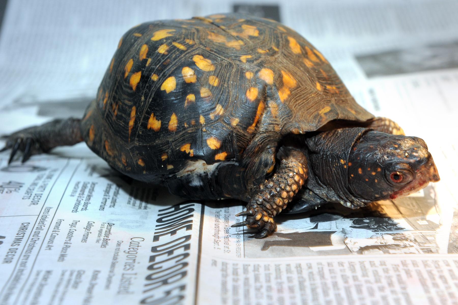 Quincy the turtle now a quad