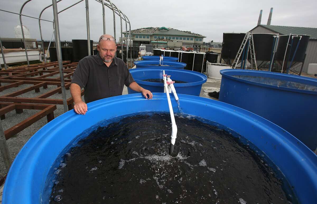 Why seaweed is the food of the future