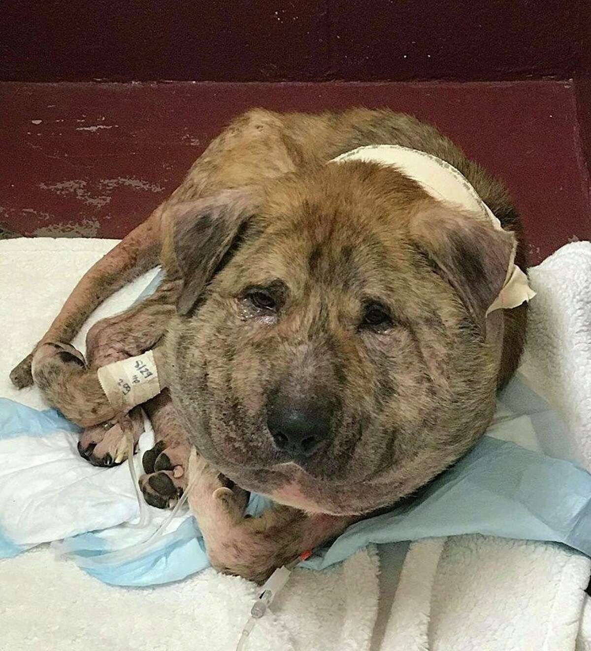 WARNING GRAPHIC PHOTOS:  Houston dog suffering from neck wound saved by rescue group An abandoned dog named Gus is currently being cared for by veterinarians after he was found roaming a Houston street with a shoestring embedded around his neck and suffering from what appeared to be a severe infection on his neck. The Houston K911 Rescue group later took him to an emergency vet clinic.   >>>See more photos of Gus as shared by an animal rescue group this week...