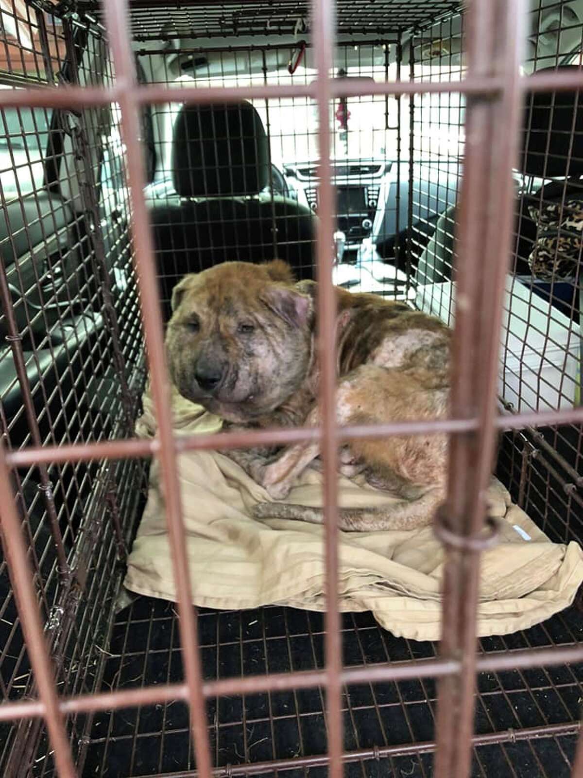 Houston dog rescue group shares photos of abandoned dog with life