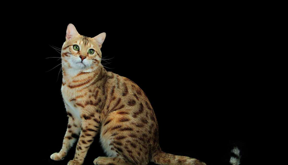 A Bengal cat named Niko, who is a national and international award-winner, will appear at a cat show in Deer Park.