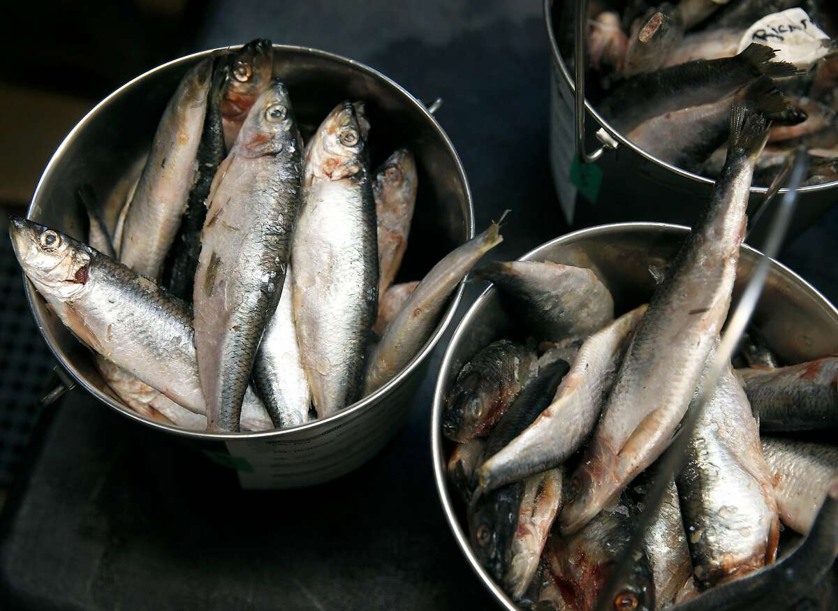 Buckets of frozen herring are prepared to feed to sea lions and harbor seals at the Marine Mammal Center in Sausalito, Calif. on Friday, Aug. 24, 2018. Many social media users are encouraging their followers to donate to organizations when their birthday notifications appear and money donated to the MMC funds the fish to feed to the marine mammal patients.