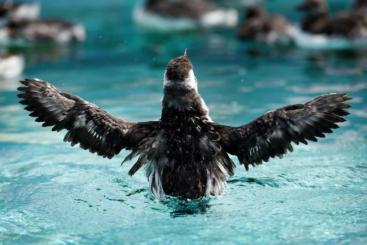 A rescued Common Murre chick stretches it's wings while swimming in a tank at the International Bird Rescue in Fairfield, Calif., on Thursday, August 27th, 2018.