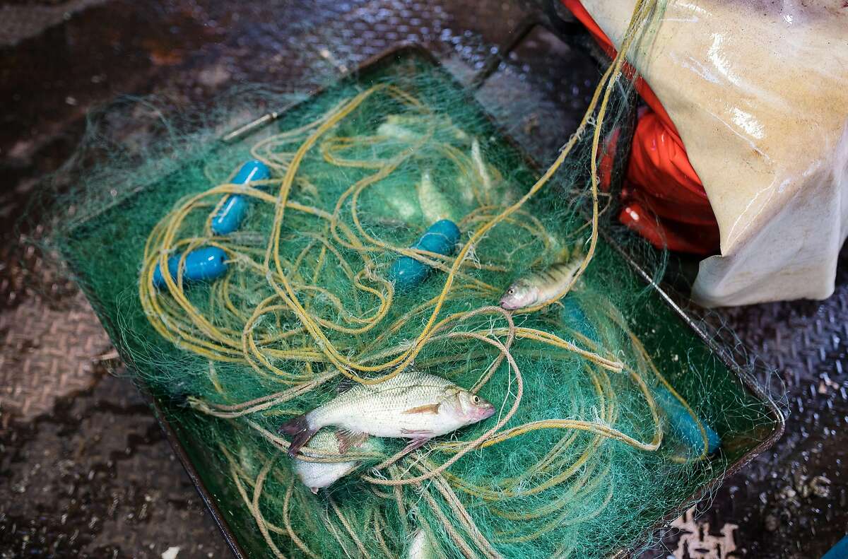 Fish sit entangled in a gill net before being processed aboard a commercial fishing boat on Lake Erie in Port Stanley, Ontario, Canada, on Wednesday, Aug. 22, 2018. The Great Lakes Fishery Commission values the commercial, recreational, and tribal fisheries at more than $7 billion annually, supporting over 75,000 jobs. Photographer: James MacDonald/Bloomberg
