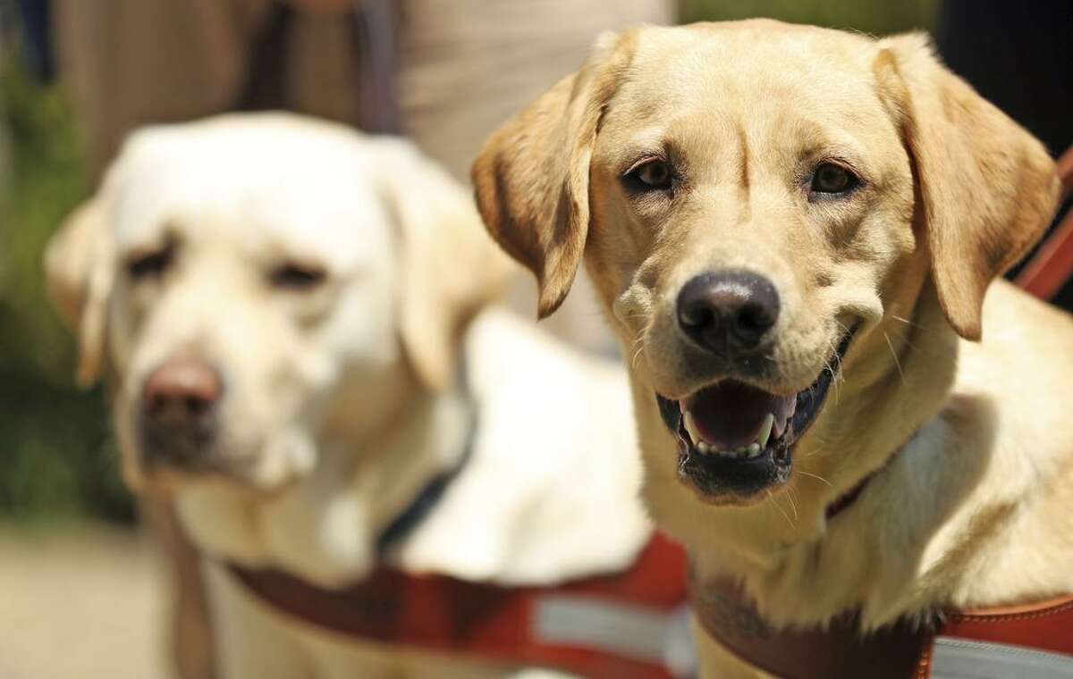 Guide dogs Moon (left) and Julia in San Rafael, where Guide Dogs for the Blind has its headquarters. A documentary explores the dogs’ training.
