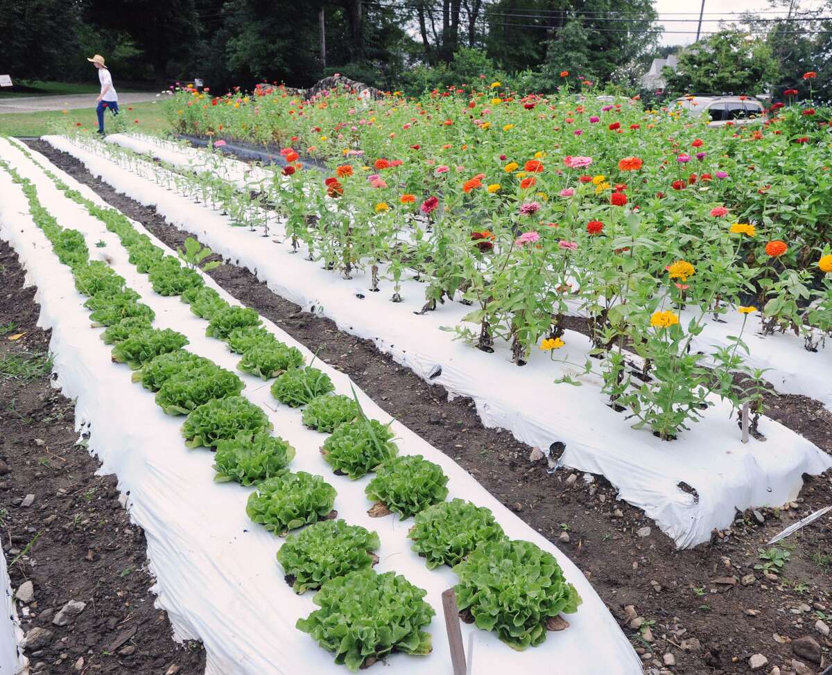 Backcountry Versailles Farms Summer Stand is open
