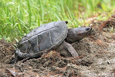 Snapping turtles leave nests, head toward water